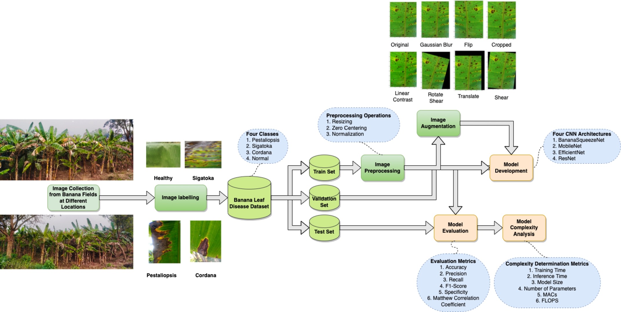 Banana leaf disease model